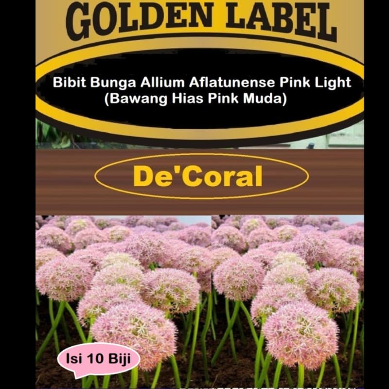 Bibit Bunga Allium Aflatunense Pink Light|Benih Bawang Hias Pink Muda
