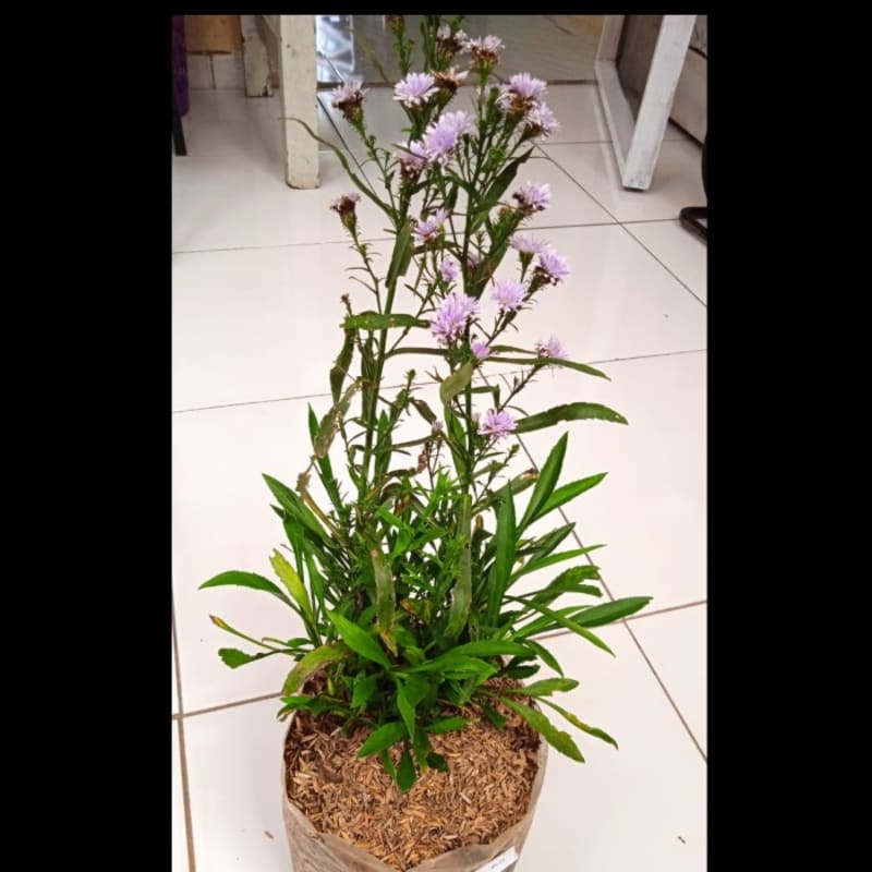 Tanaman Bunga Aster Pikok Ungu | Tanaman Bunga Aster Ungu