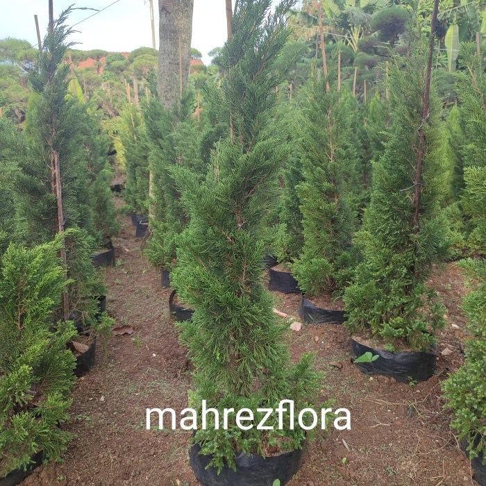 [New] Pohon Cemara Lilin 2Meter Terbaru