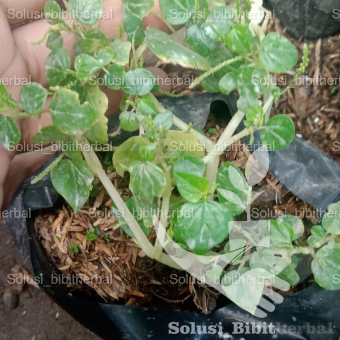 sirih cina herbal asam urat