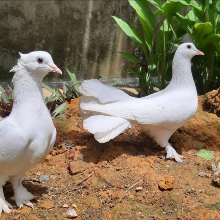 [New Ori] Merpati Putih Kipas Sepasang Untuk Acara Pelepasan Pernikahan Bisa Sameday