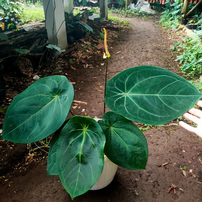 [New Ori] Indukan Anthurium Forgetii Terbatas