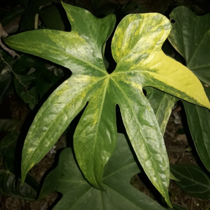 [New Ori] Anthurium Pedatoradiatum Varigata Jari Bisa Sameday