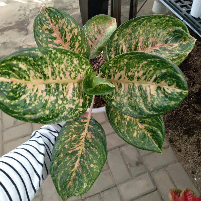 [New Ori] Aglonema Green Nusantara Limited Rare Koleksi Aglonema Langka Real Pic Diskon