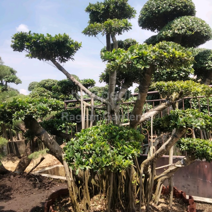 [New Ori] Bonsai Taman Beringin Elegan Bonsai Legen Micro Elegant Murah Terbaru