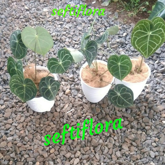 [New Ori] Kuping Gajah Tarantula Tanaman Hias Indoor Plant Terbaru