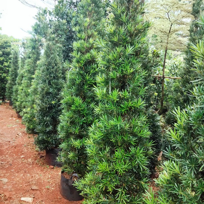 [New Ori] Pohon Lohansung Taiwan 2 Meter - Lohansung Mawar Diskon