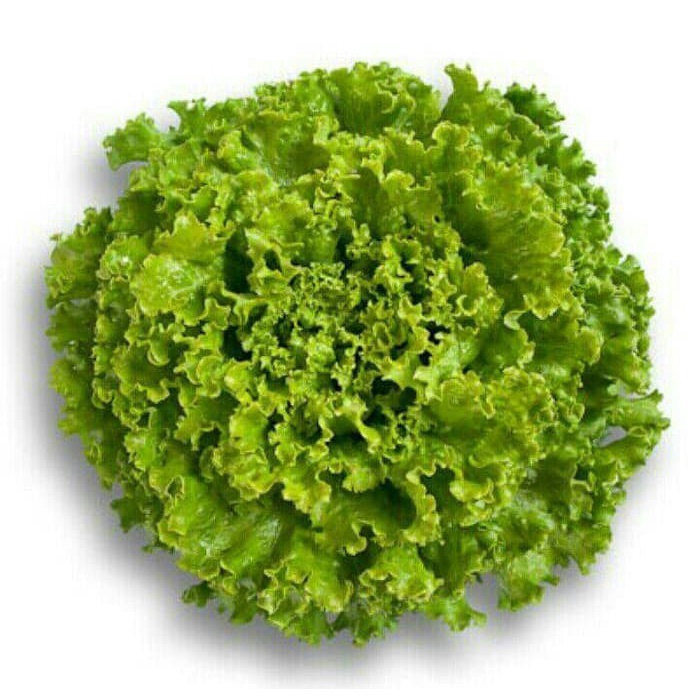 2500 Seed - Benih Jonction Rz Batavia Lettuce Jonction Rijk Zwaan