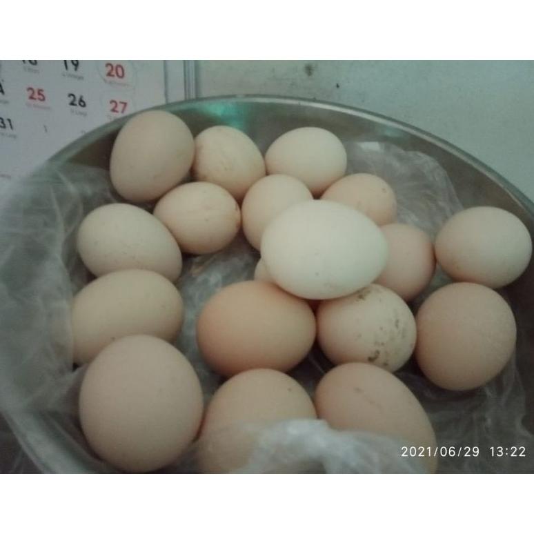 Flash Sale - Telur Ayam Pakhoy Maneedaeng X Blackbull Full Brakot - Ayam Bangkok Import - pakoy import - Telur Pakoi - pakoe brutal ..