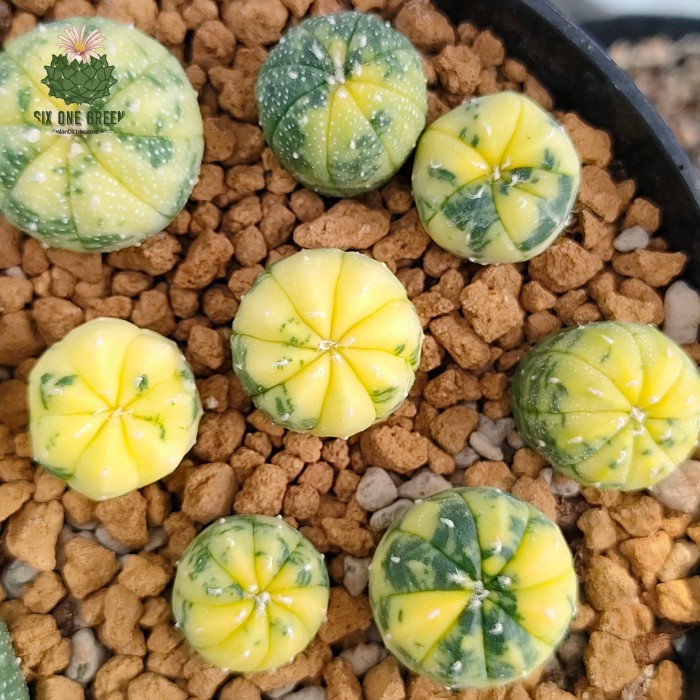 Astrophytum Asterias Variegata -+2 Cm
