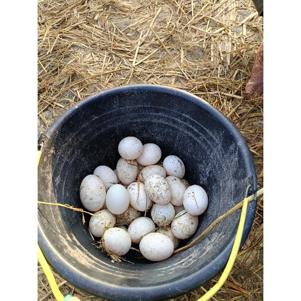 

Telur Bebek Sawah mentah free range