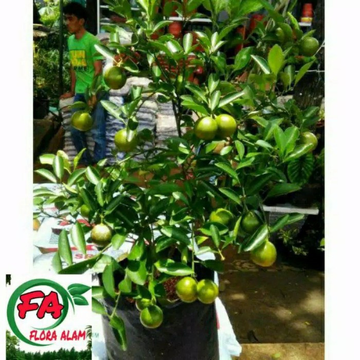 BIBIT TANAMAN POHON JERUK KASTURI/JERUK SONKIT/JERUK KUNCI