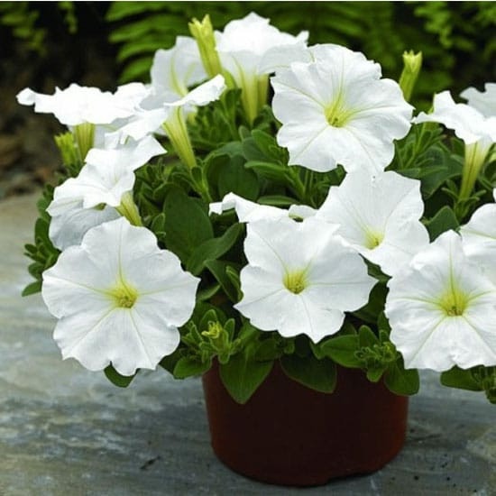BIBIT TANAMAN HIAS - BUNGA PETUNIA WHITE + POT PUTIH CANTIK