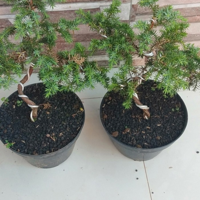 PROMO BONSAI CEMARA PUA DURI - BONSAI MAME CEMARA TANAMAN HIAS