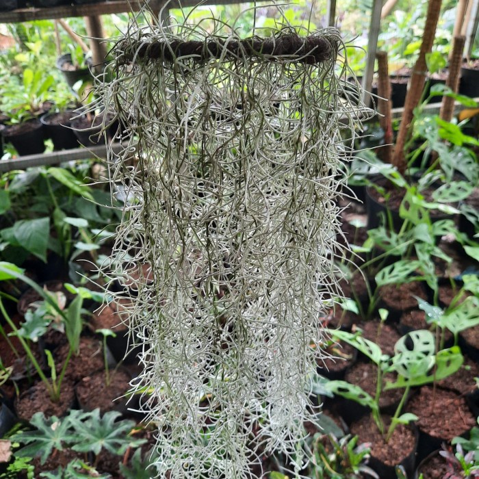 TANAMAN HIAS JANGGUT DEWA/JANGGUT MUSA/TILLANDSIA USNEOIDES