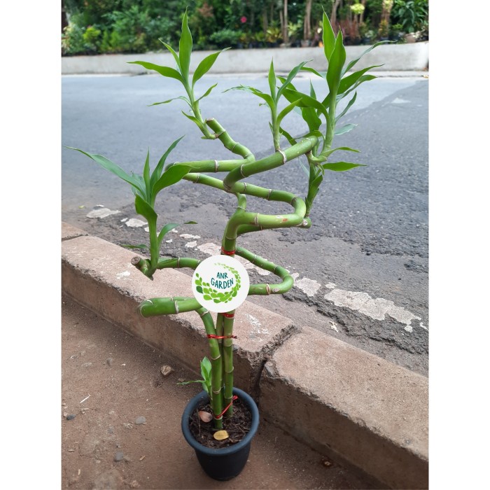 TANAMAN HIAS BAMBU HOKI SPIRAL