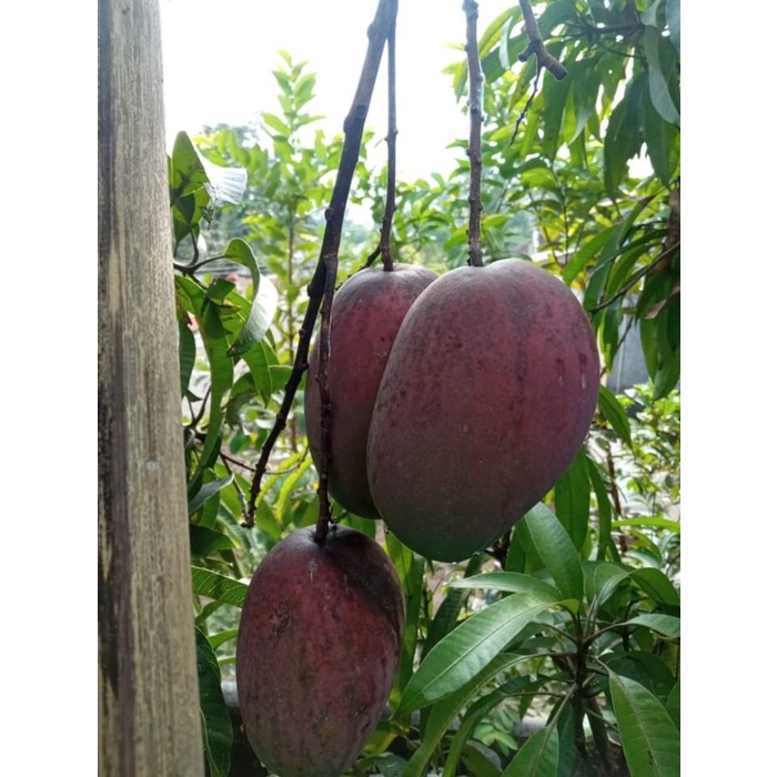 Mangga Miyazaki Berbuah