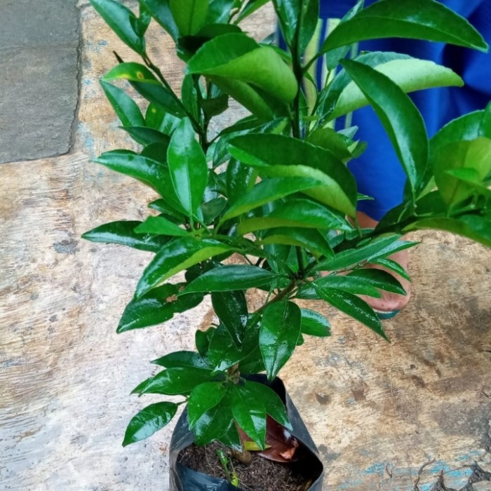 MXX Bibit jeruk santang madu okulasi - tanaman buah jeruk santang madu