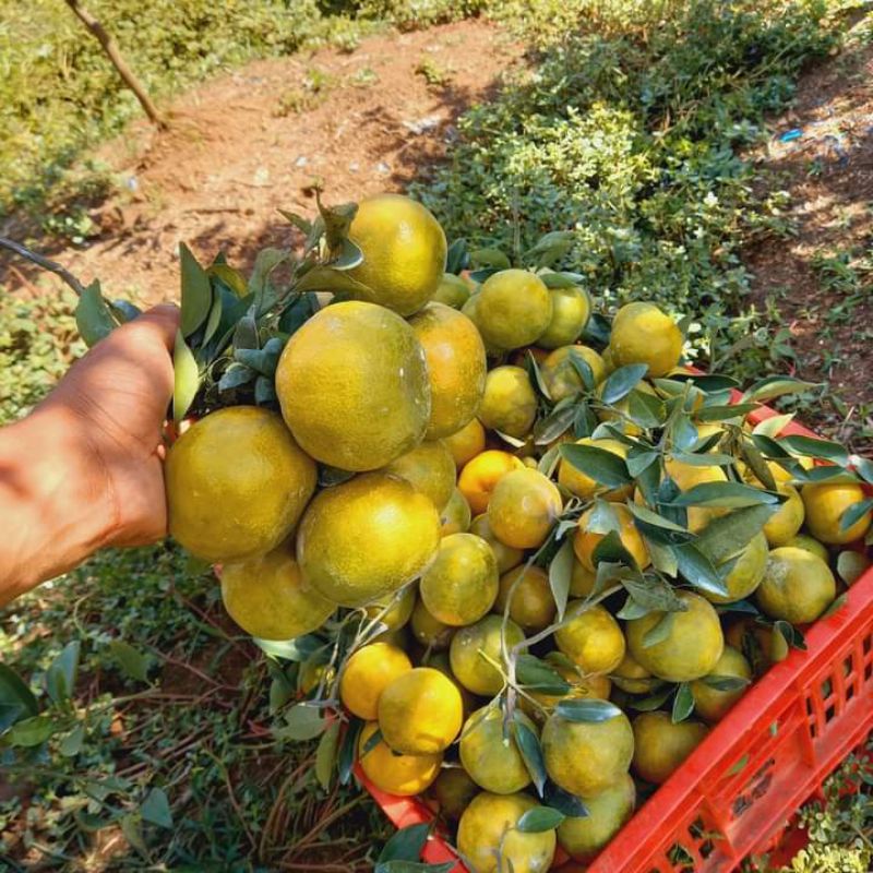 

jeruk siem madu