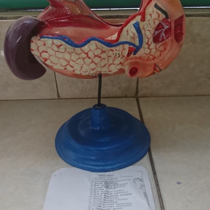 

Alat Peraga Pendidikan Model Anatomi Lambung /Perut Besar