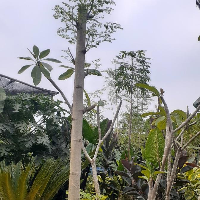 Natal // Pohon Kelor Besar Tinggi 2 Meter Limited Edition