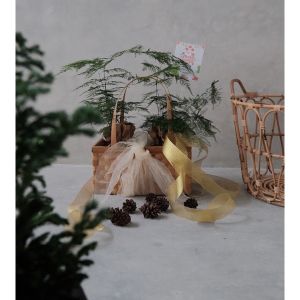 

DISKON MURAH Hampers 2 Asparagus Fern di Basket Bamboo - Special Edition Natal BERRY30.JAYA