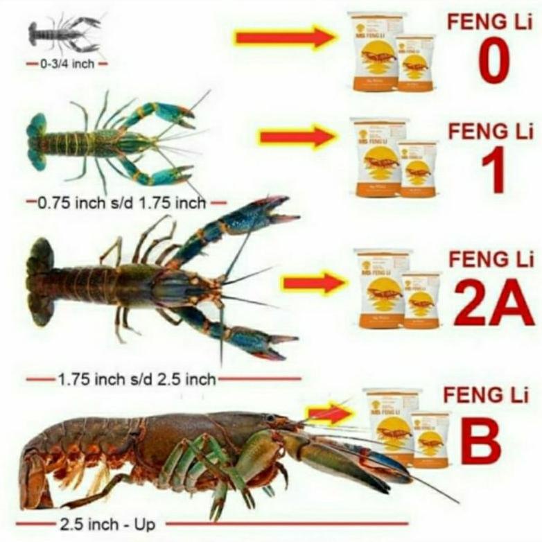Terjangkau fengli 3 feng li 3l fengli 3l pelet tenggelam pelet lobster pelet udang  pelet koi pelet 