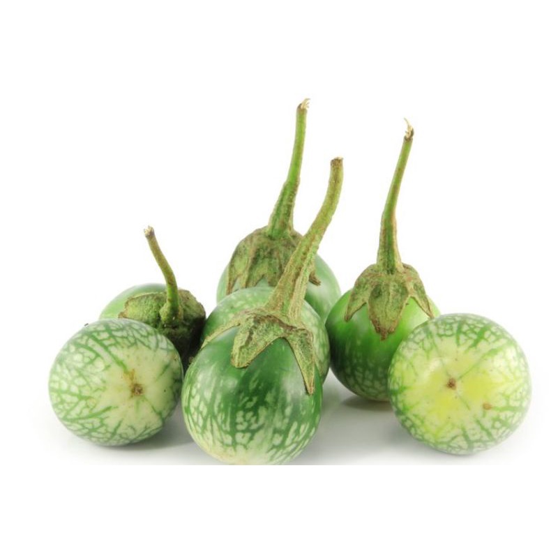 25benih TERONG LALAP KENARI bibit terong bulat kenari / benih terong bohlam hijau