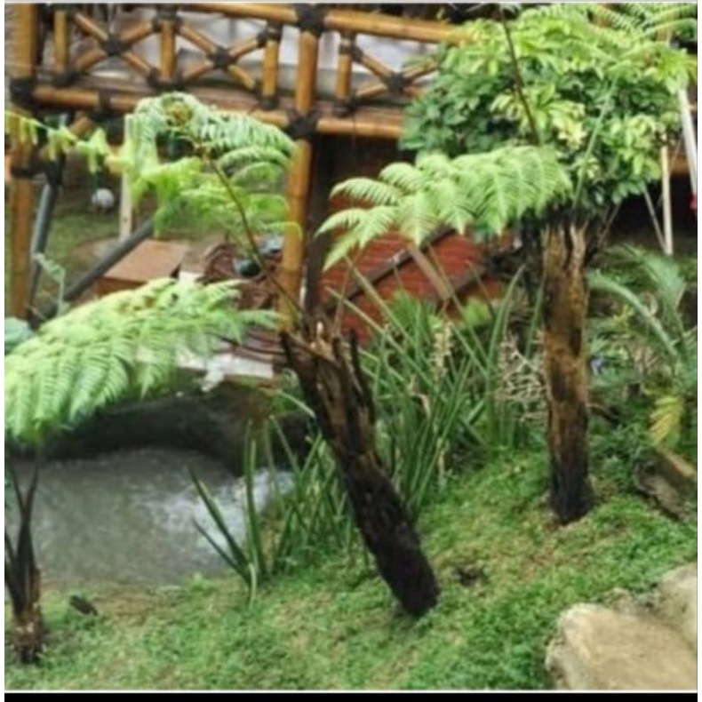 Bibit Pakis Monyet Tinggi 50cm