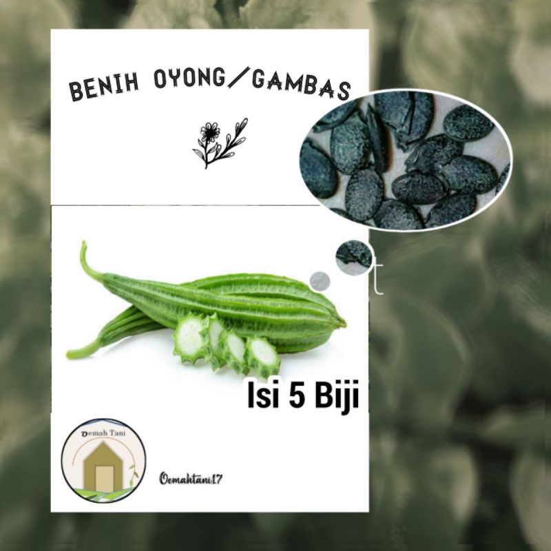 Benih Oyong/Gambas