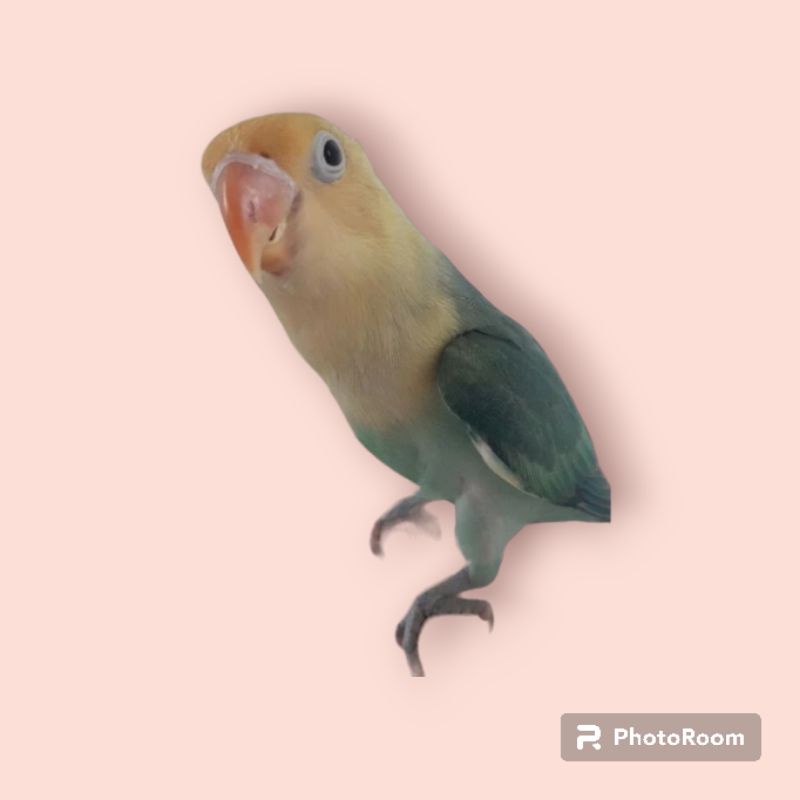 Lovebird Pb turquise