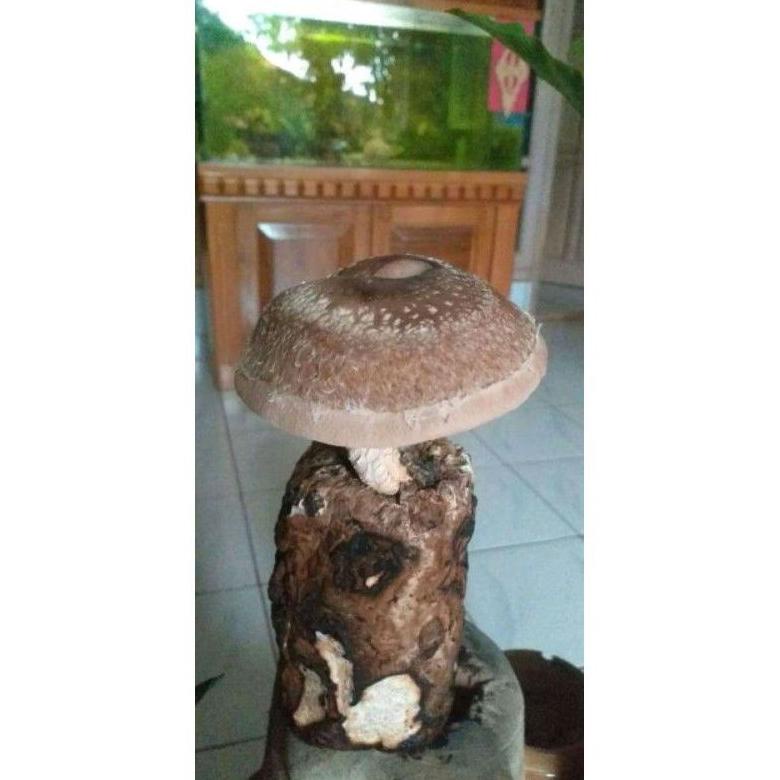 

Special Baglog jamur Shitake !