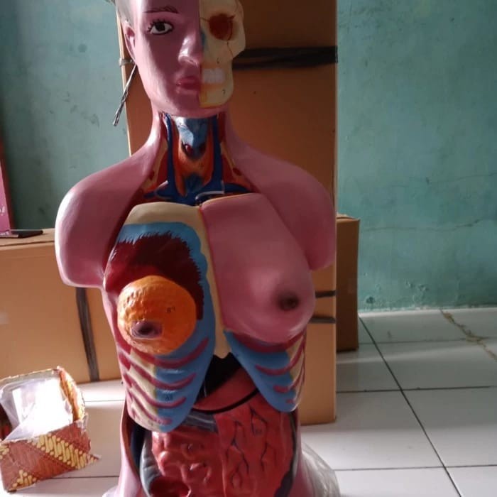 

Torso Dwi Fungsi Alat Peraga Anatomi Biologi Manikin Torso Dwi Fungsi