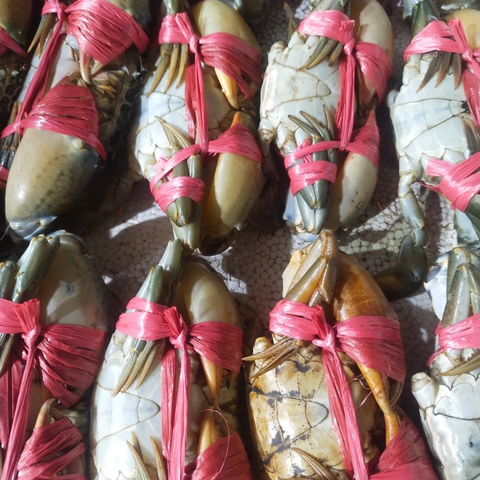 

kepiting hidup TG dalam kurung daging penuh isi penuh jual per kg