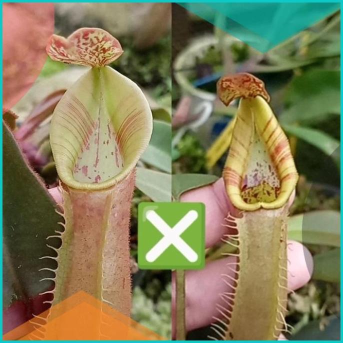 Bibit Nepenthes Veitchii Lipstriped x Veitchii Lipstriped  16novz3 too