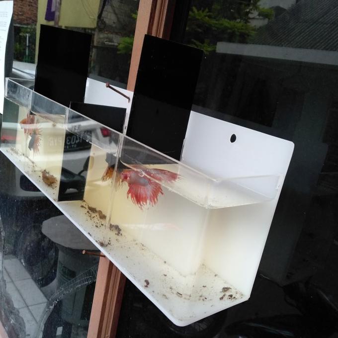 Good Aquarium mini dinding Bending tekuk 4 kamar 48x8x12 cm