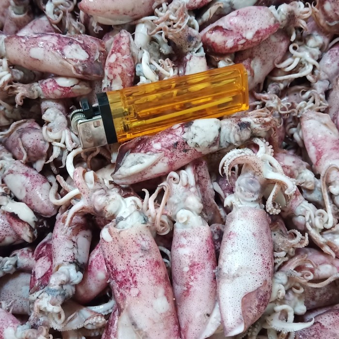 

Cumi Asin Grosir 10Kg Sedang