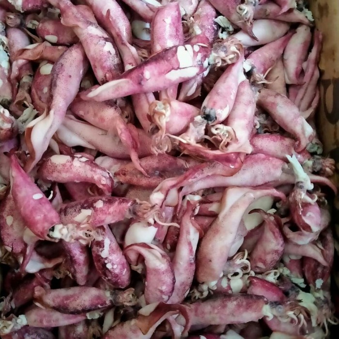 

Cumi Asin Telor 1Kg