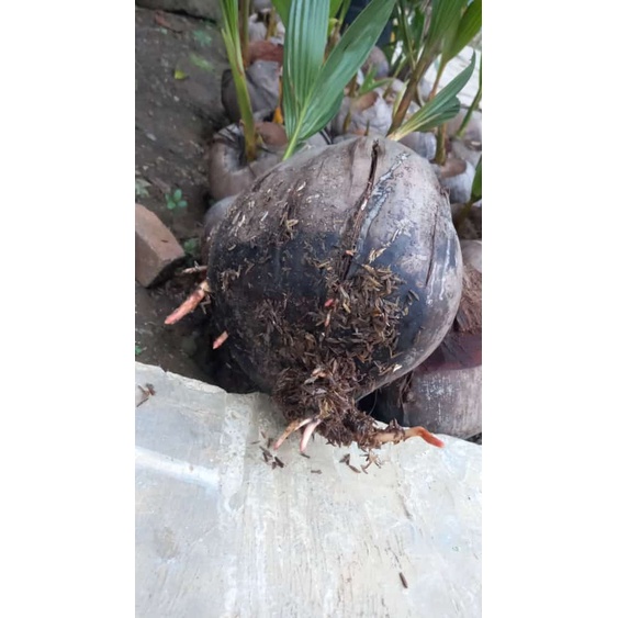 Bibit Kelapa Ijo Wulung Serat Merah - Super Siap Tanam Murah -Terlaris