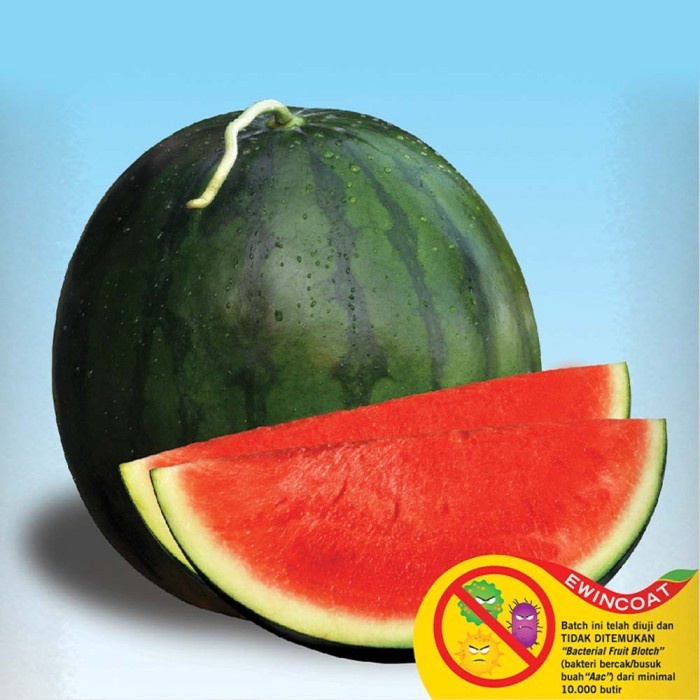 Benih Bibit Semangka Non Biji Amara F1 @ 360 Biji - Cap Panah Merah