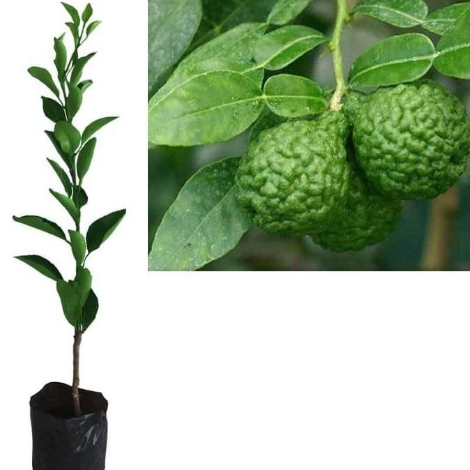 READY Bibit Tanaman Pohon Jeruk Purut Bibit Jeruk Purut Buah Jeruk Purut