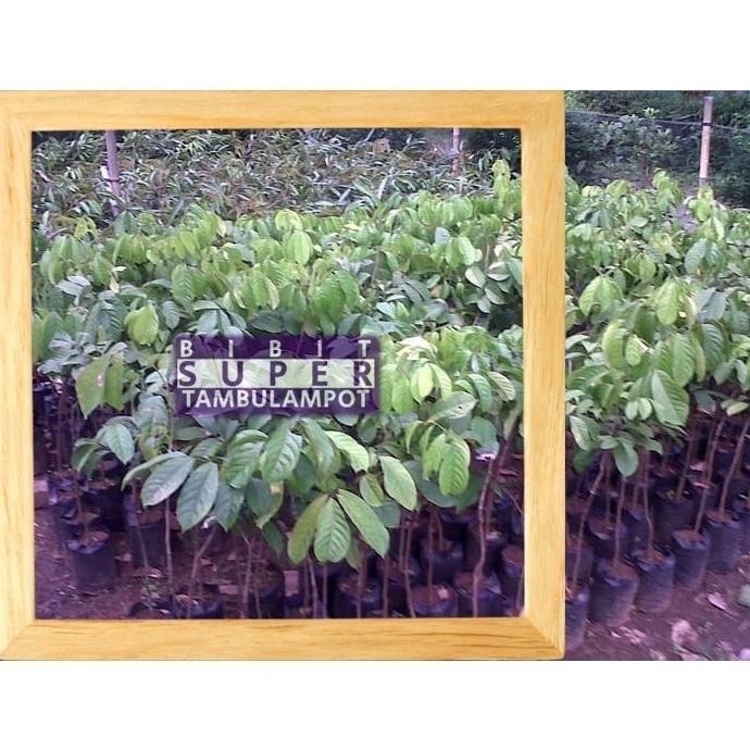 TERLARIS" PALING LARIS BIBIT TANAMAN BUAH DUKU OKULASI STEK CANGKOK EE44