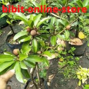 MXX Bibit Sawo Manila Sudah Berbuah-Bibit Tanaman Buah Sawo Sudah Berbuah
