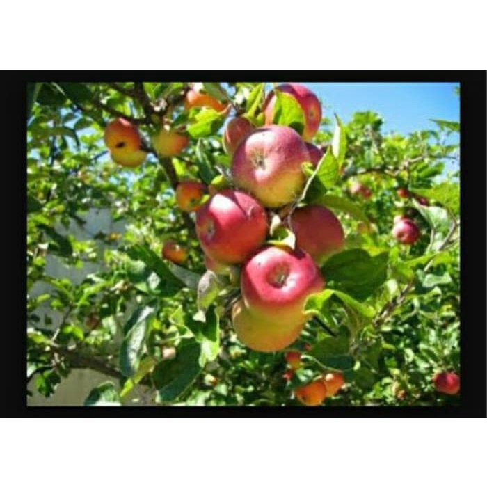 MXX Bibit Tanaman Buah Apel Ana Manalagi Malang Segar