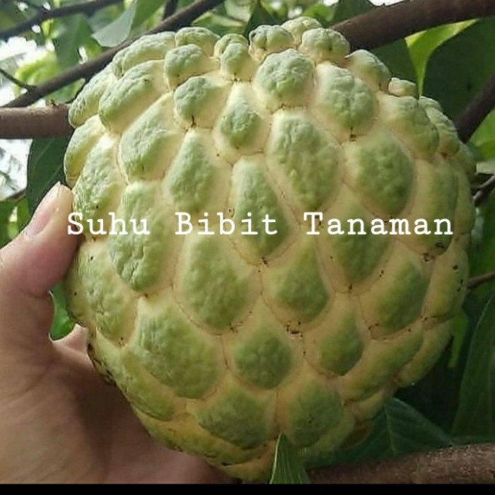 MXX Bibit Tanaman Buah Srikaya Jumbo Cepat Berbuah/ Bibit Srikaya Jumbo