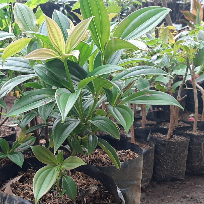 Tanaman parijoto tanaman buah parijoto VIRALL