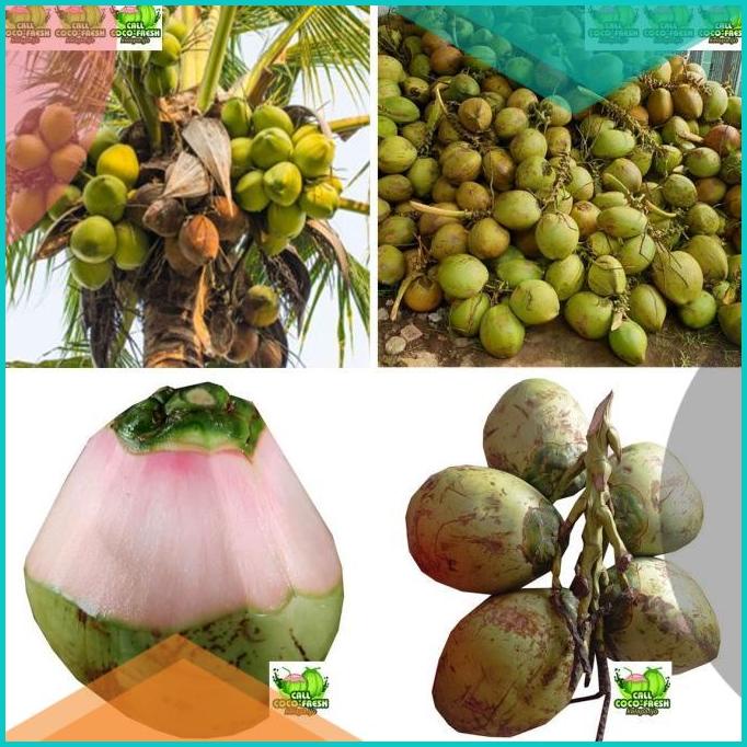 

Kelapa ijo Obat Non Kupas/Kelapa Ijo Fresh/KELAPA Hijau SEGAR PER BATO