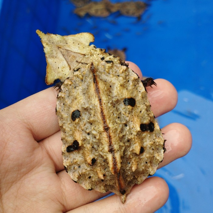 Promo Mata Mata Turtle