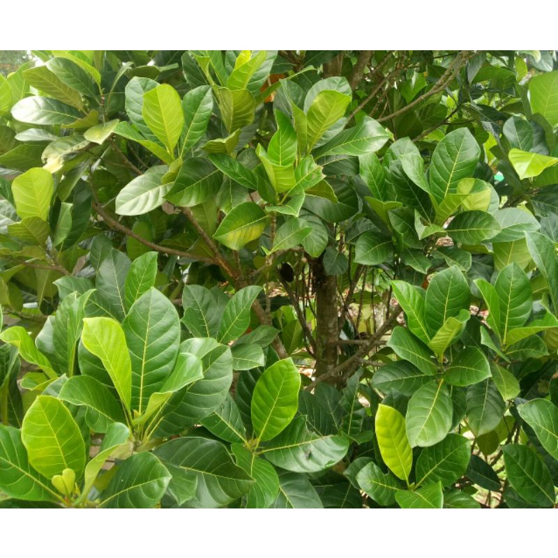 

TERLARIS - Daun Nangka Segar Alami