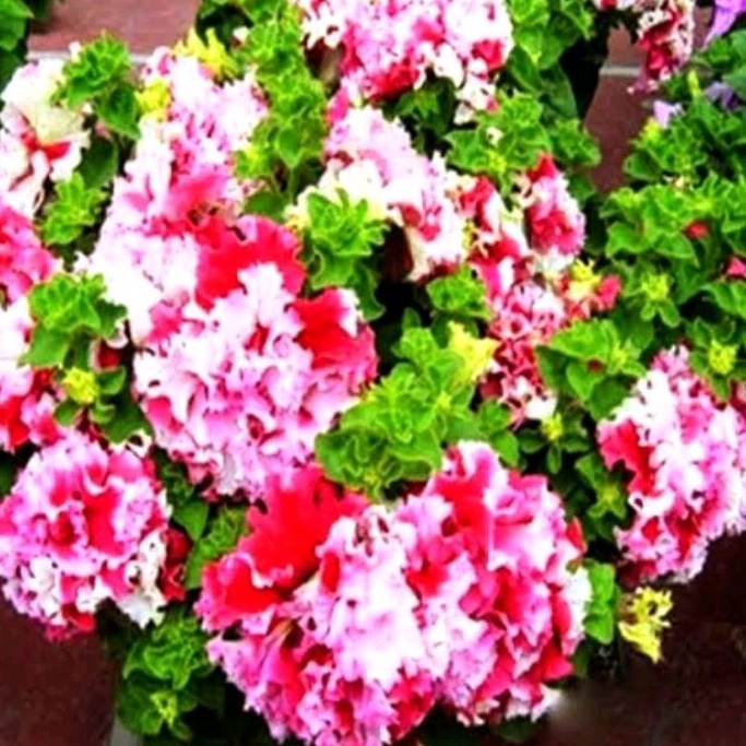 1 Butir Bibit/benih biji Bunga petunia double petak Double Purple soft pink